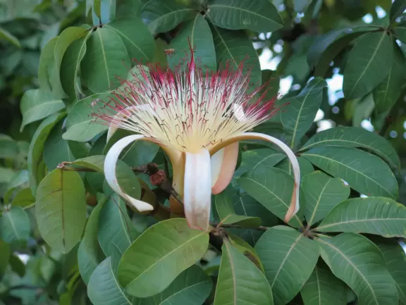 Walk under gorgeous banyan trees.