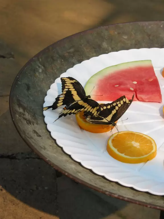 A small museum set in a Spanish-style building by a creek, with a netted garden of 1,000 butterflies in the summer.