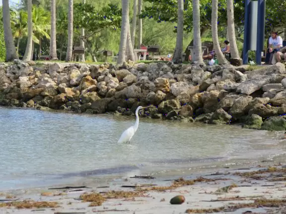 A visitor checks out the snowy egret. 