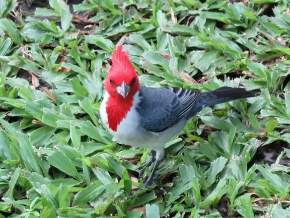 A lush paradise in the middle of downtown Honolulu!