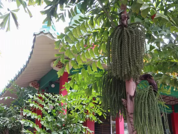 A lush paradise in the middle of downtown Honolulu!