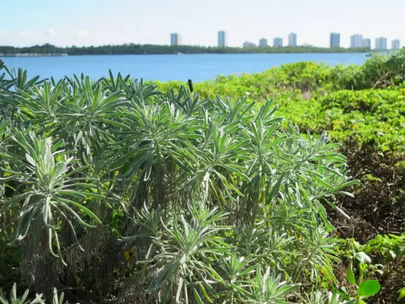 I love these Sea Lavender plants with the water behind. 