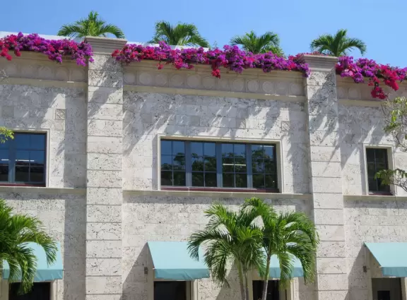 Purple bougainvillea on the rooftop, and adorable skinny palms. 