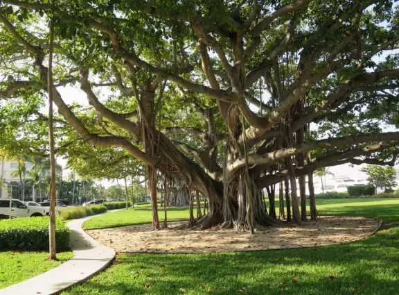 It's lovely to stroll the paths under banyan trees and beside the water.