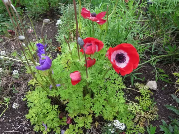 Flowers!