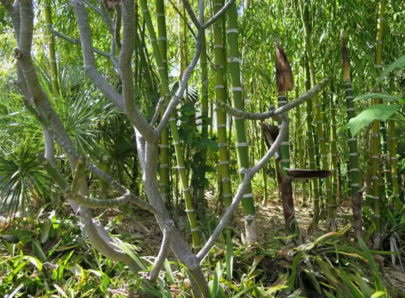 Bamboo grove. 