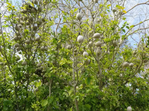 Hilly garden with many different areas to explore.