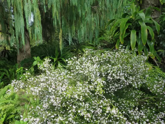 Shady spot with weeping tree and flowers. 