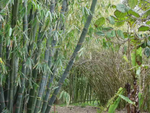 Bamboo. 