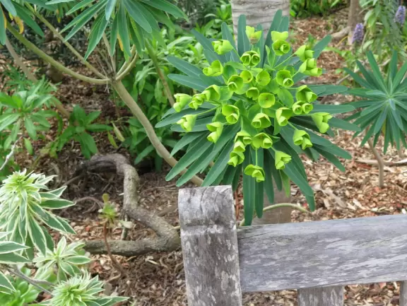 Hilly garden with many different areas to explore.