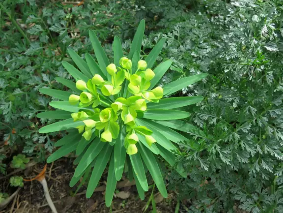 Hilly garden with many different areas to explore.