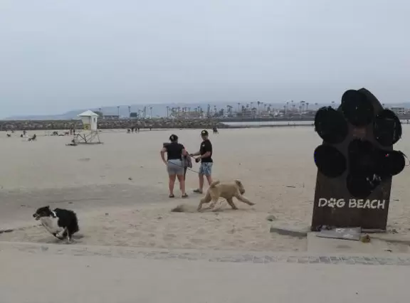 Popular beach with dog owners, on the channel, with lots of open space and dunes, plus jetties and a view of the pier.