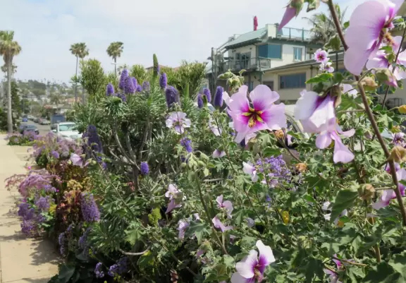 Adorable houses with gardens full of flowers, and streets leading down to lookout points over the ocean.