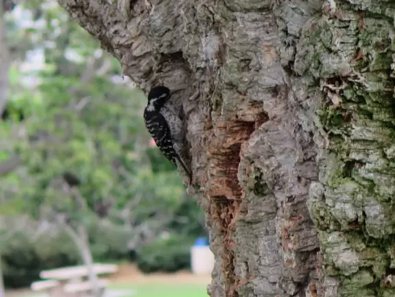 Park high above the city with views of the bay and sea, a paved loop walk, a playground, music classes for toddlers, plus a canyon hike.