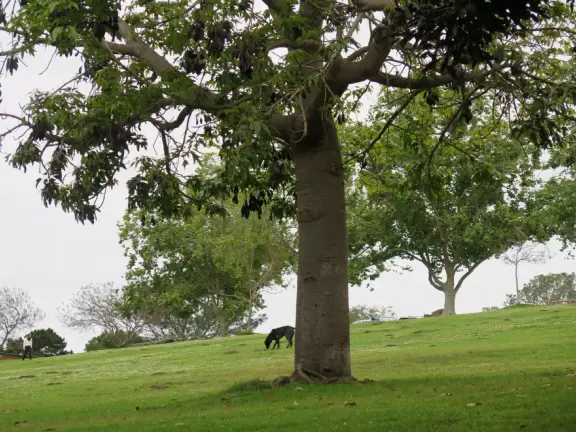 Park high above the city with views of the bay and sea, a paved loop walk, a playground, music classes for toddlers, plus a canyon hike.
