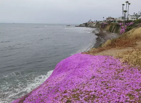 Small lawn on cliffs over the sea, with ice plant in spring, and sound of huge pebbles below.