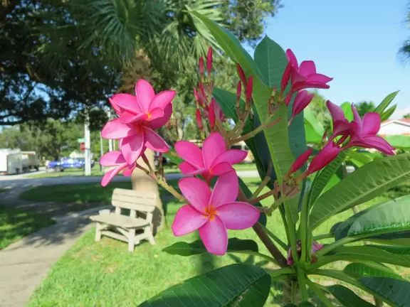 A pleasant neighborhood walk to a bridge over the intracoastal.
