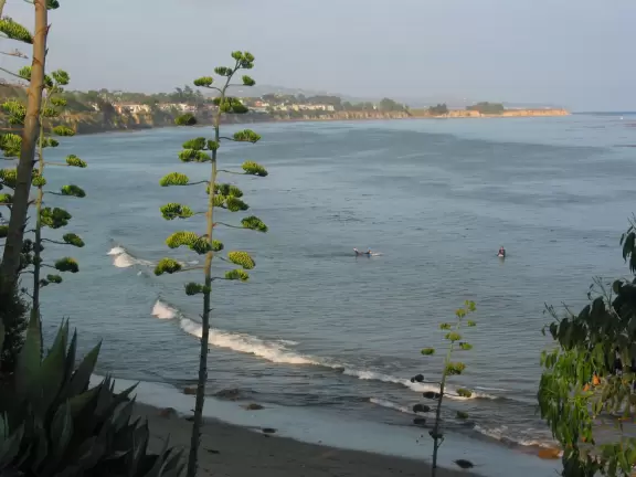 A walk along a clifftop to a popular surfing area with gorgeous sand dunes and exotic plants.