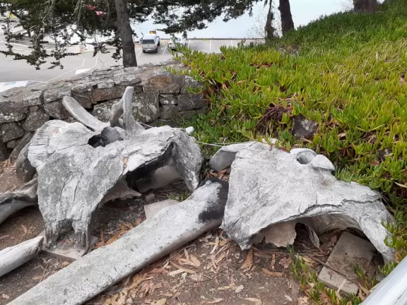 Blissful views of estuary and sailboats, eucalyptus trees, cypress trees, the bay and a little rocky point. Also called Windy Cove Hike.&nbsp;