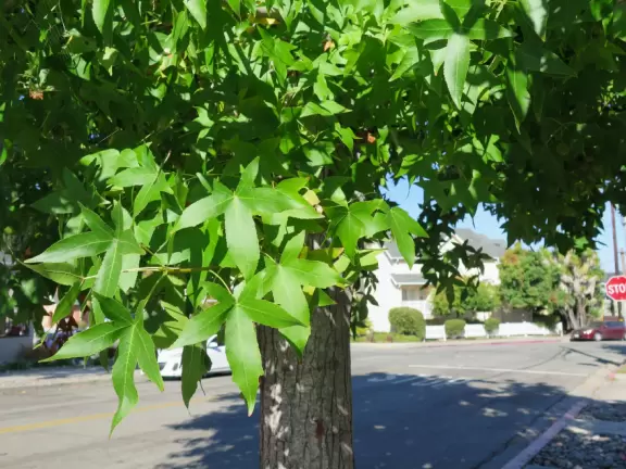 Maple tree on Toro Street. 