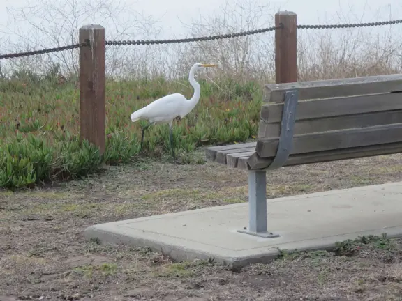 A snowy egret cruising along on a foggy afternoon.