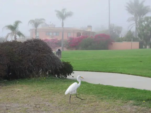 I love this snowy egret. 