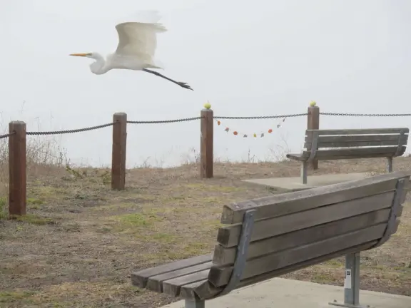 Snow egret in flight. 