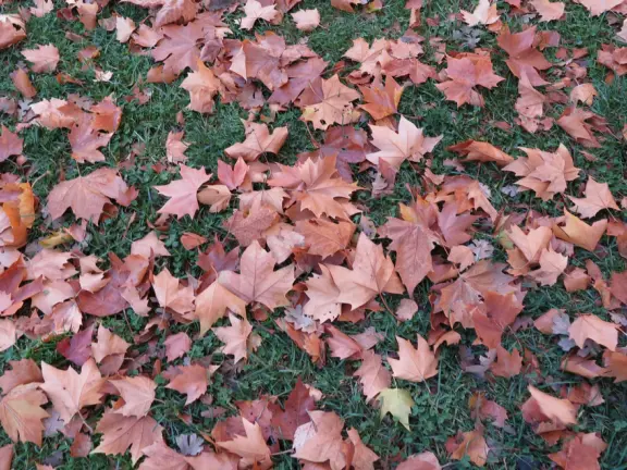 Autumn leaves. 