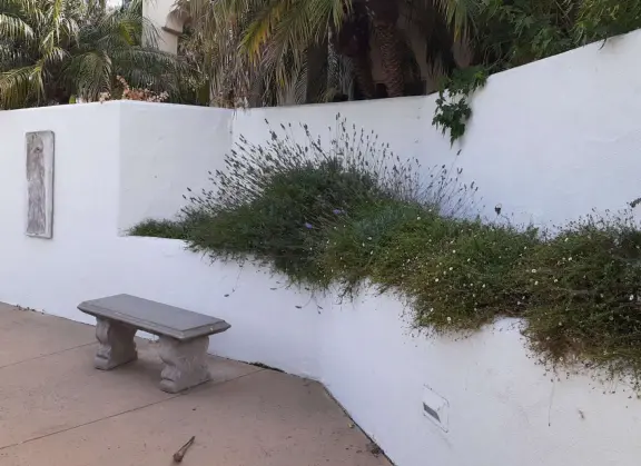 Bas-relief, bench, and lavendar by a white-washed wall at the little park with fountain on Stoneridge Drive. 