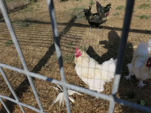 Beautiful pumpkin patch, in-ground trampolines, games, and a huge corn maze with two bridges in a gorgeous setting with mountain views.