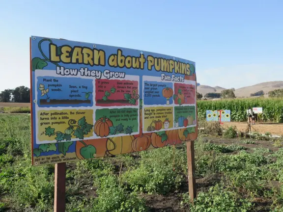 Beautiful pumpkin patch, in-ground trampolines, games, and a huge corn maze with two bridges in a gorgeous setting with mountain views.