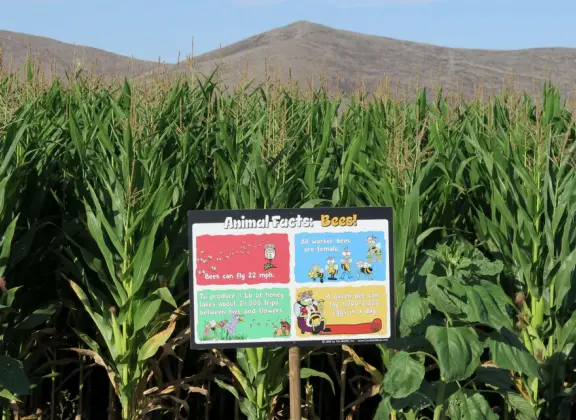 Beautiful pumpkin patch, in-ground trampolines, games, and a huge corn maze with two bridges in a gorgeous setting with mountain views.