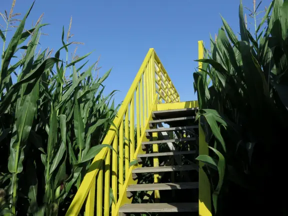 Beautiful pumpkin patch, in-ground trampolines, games, and a huge corn maze with two bridges in a gorgeous setting with mountain views.