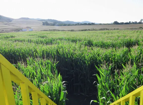 Beautiful pumpkin patch, in-ground trampolines, games, and a huge corn maze with two bridges in a gorgeous setting with mountain views.