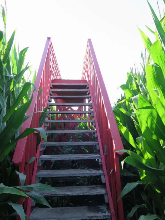 Beautiful pumpkin patch, in-ground trampolines, games, and a huge corn maze with two bridges in a gorgeous setting with mountain views.