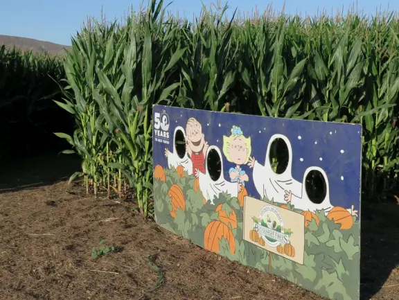 Beautiful pumpkin patch, in-ground trampolines, games, and a huge corn maze with two bridges in a gorgeous setting with mountain views.