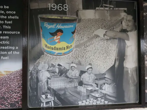 Lovely drive on a road lined with Norfolk pines, through macadamia nut fields, to a shop and lawn where you can see various tropical plants.