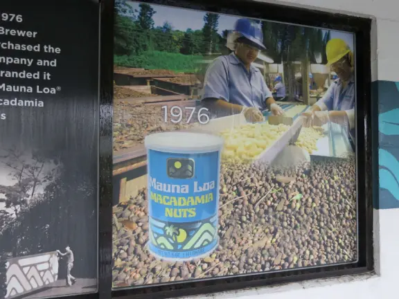 Lovely drive on a road lined with Norfolk pines, through macadamia nut fields, to a shop and lawn where you can see various tropical plants.