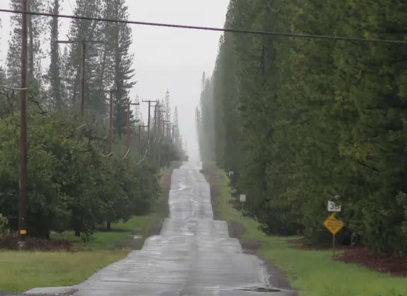 The farm road lined with Norfolk pines and rows of macadamia nut trees is called Macadamia Nut Road. 