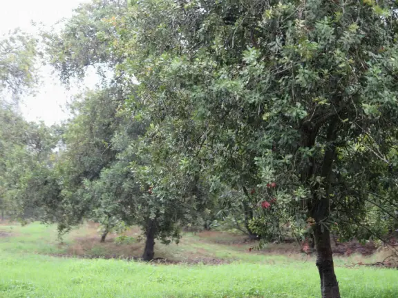 Lovely drive on a road lined with Norfolk pines, through macadamia nut fields, to a shop and lawn where you can see various tropical plants.