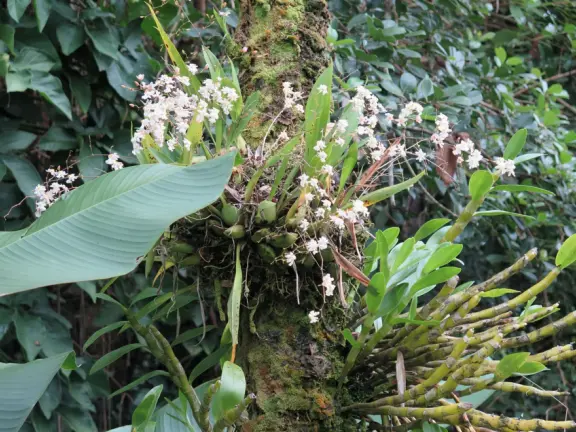 Pana'ewa (Panaewa) Zoo has gorgeous vegetation and flowers. Some of the animals seem happy. Huge, beautiful playground for your kids!