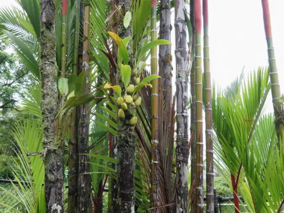 Pana'ewa (Panaewa) Zoo has gorgeous vegetation and flowers. Some of the animals seem happy. Huge, beautiful playground for your kids!