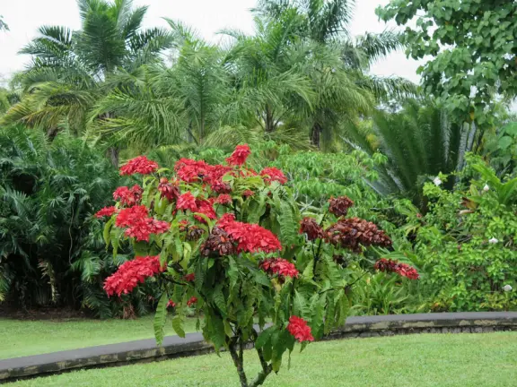 Pana'ewa (Panaewa) Zoo has gorgeous vegetation and flowers. Some of the animals seem happy. Huge, beautiful playground for your kids!