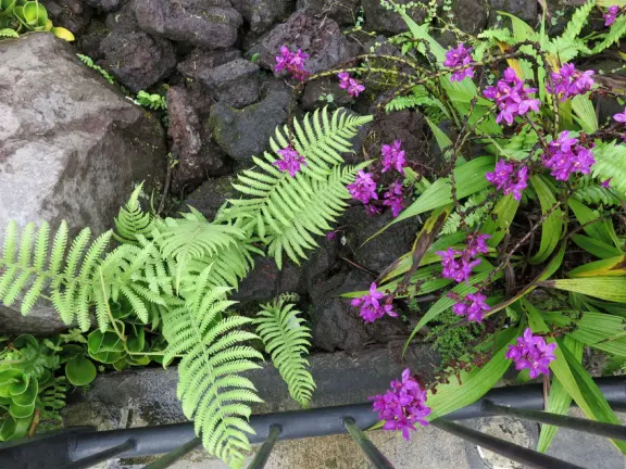 Pana'ewa (Panaewa) Zoo has gorgeous vegetation and flowers. Some of the animals seem happy. Huge, beautiful playground for your kids!