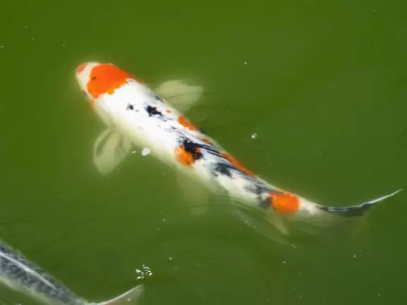 Montecito estate with magical gardens, summer-only music school, and year-round concerts.