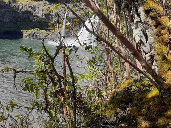 Wai'ale (Waiale) Falls is a difficult, short hike in gorgeous rainforest, to a waterfall. Those who stay behind can see the waterfall anyway, from the highway bridge!
