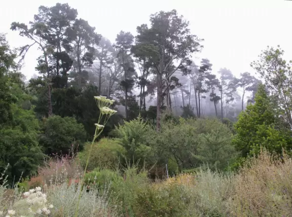 Misty strand of trees- I adore these trees!