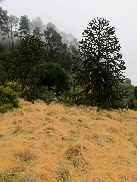 Grass that looks like hair!