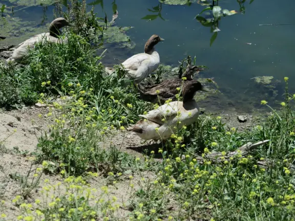 Gorgeous walk in Autumn when the leaves are yellow and red. 1.3 mile loop walk beside the lake.
