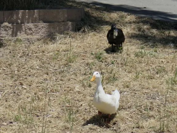 Gorgeous walk in Autumn when the leaves are yellow and red. 1.3 mile loop walk beside the lake.